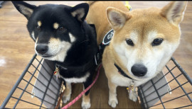 ろこちゃんの1/14 (水) 00:04のブログ