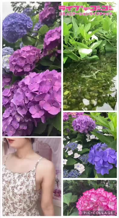 紫陽花