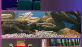 プラネタリウム