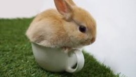 うさぎになりたい〜おやすみなさいませ