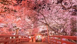 おはようございます。朝ですね〜