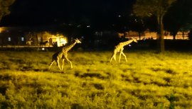 *ゆ*う*ちゃんの2017/8/13 (日) 23:49のブログ