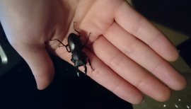 クワガタ