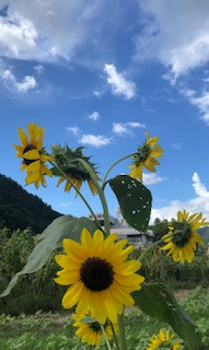ひまわり。