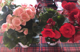 お花屋さんの前を通りかかって