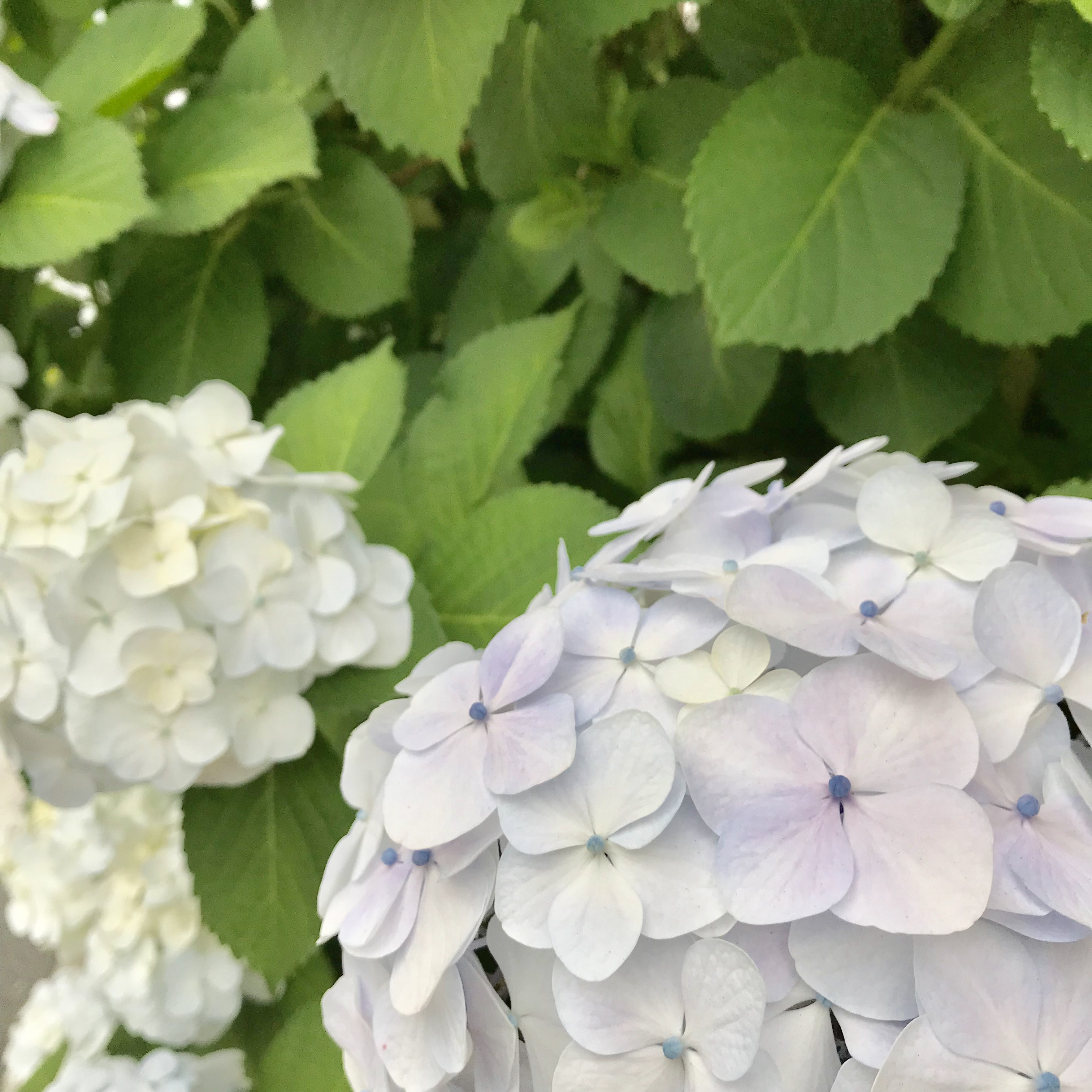 顔がかゆいよー涙