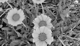 ★このめ★ちゃんの2017/8/7 (月) 02:37のブログ