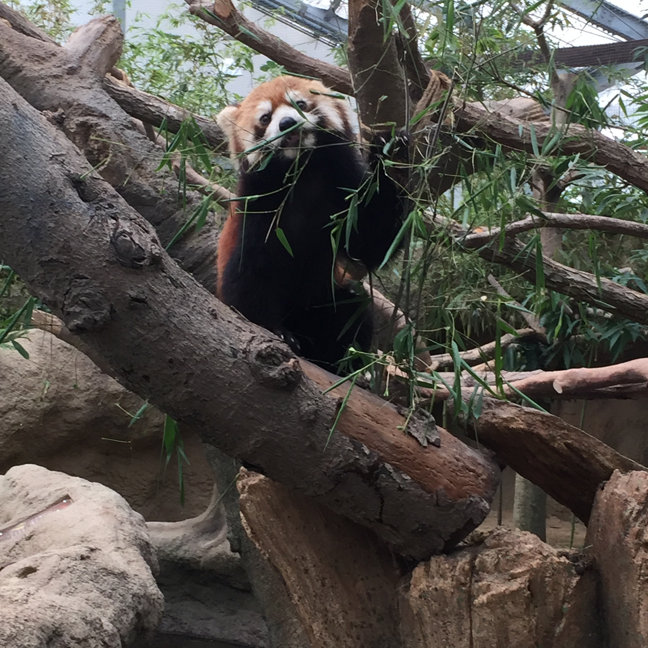 癒し系どうぶつ