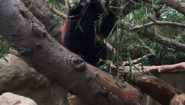 癒し系どうぶつ