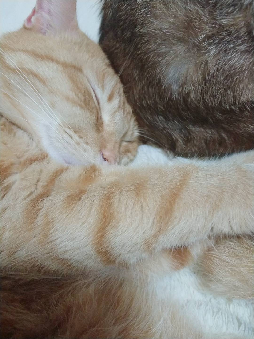 今日のニャンコ。