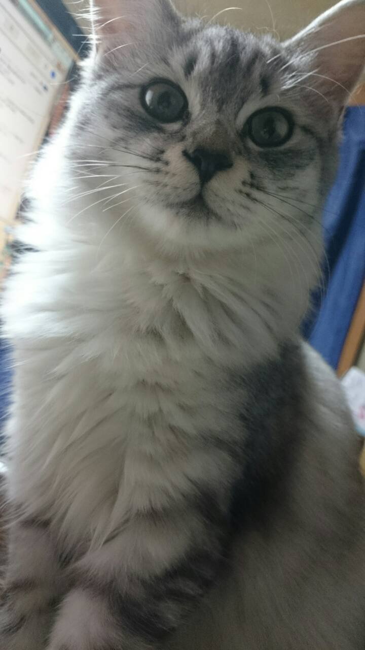 ねこと暮らしていますー！