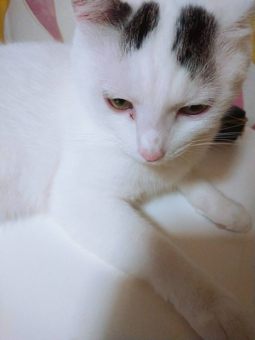 今日のニャンコ。