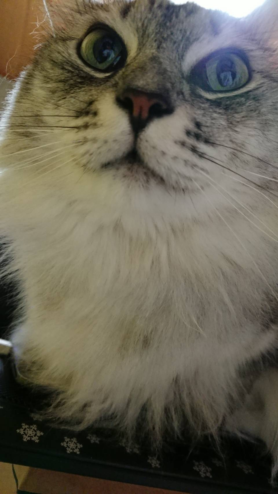 パソコンの上に・・・