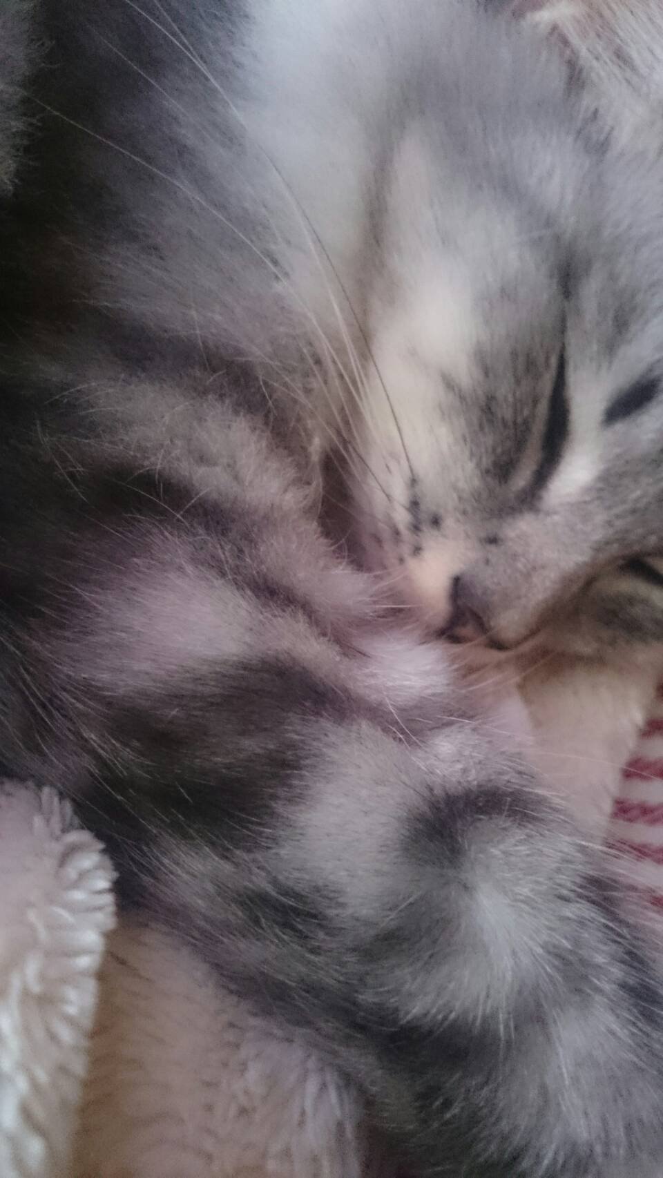 すやすやｚｚｚ