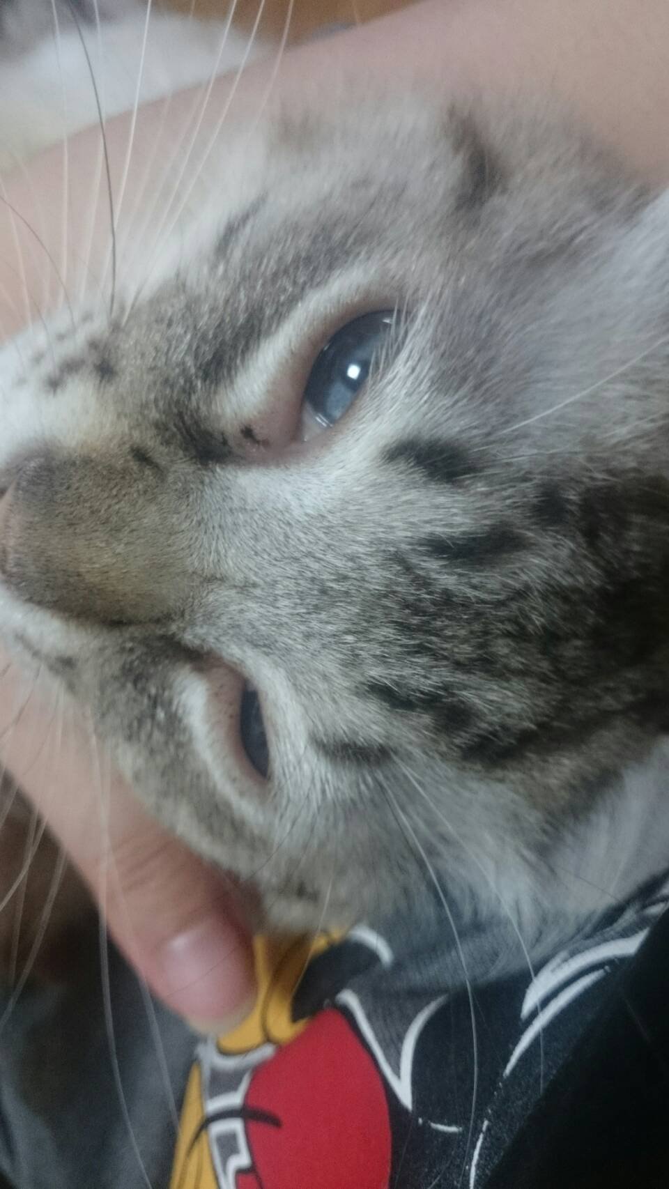 ネコ、だっこ♪