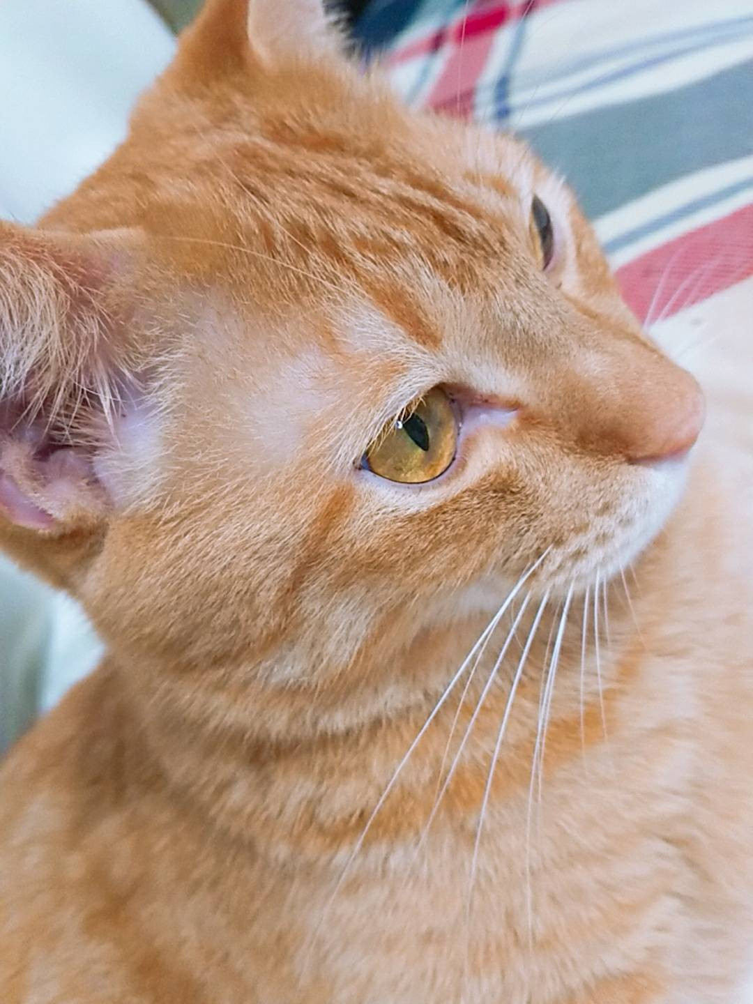 今日のニャンコ。