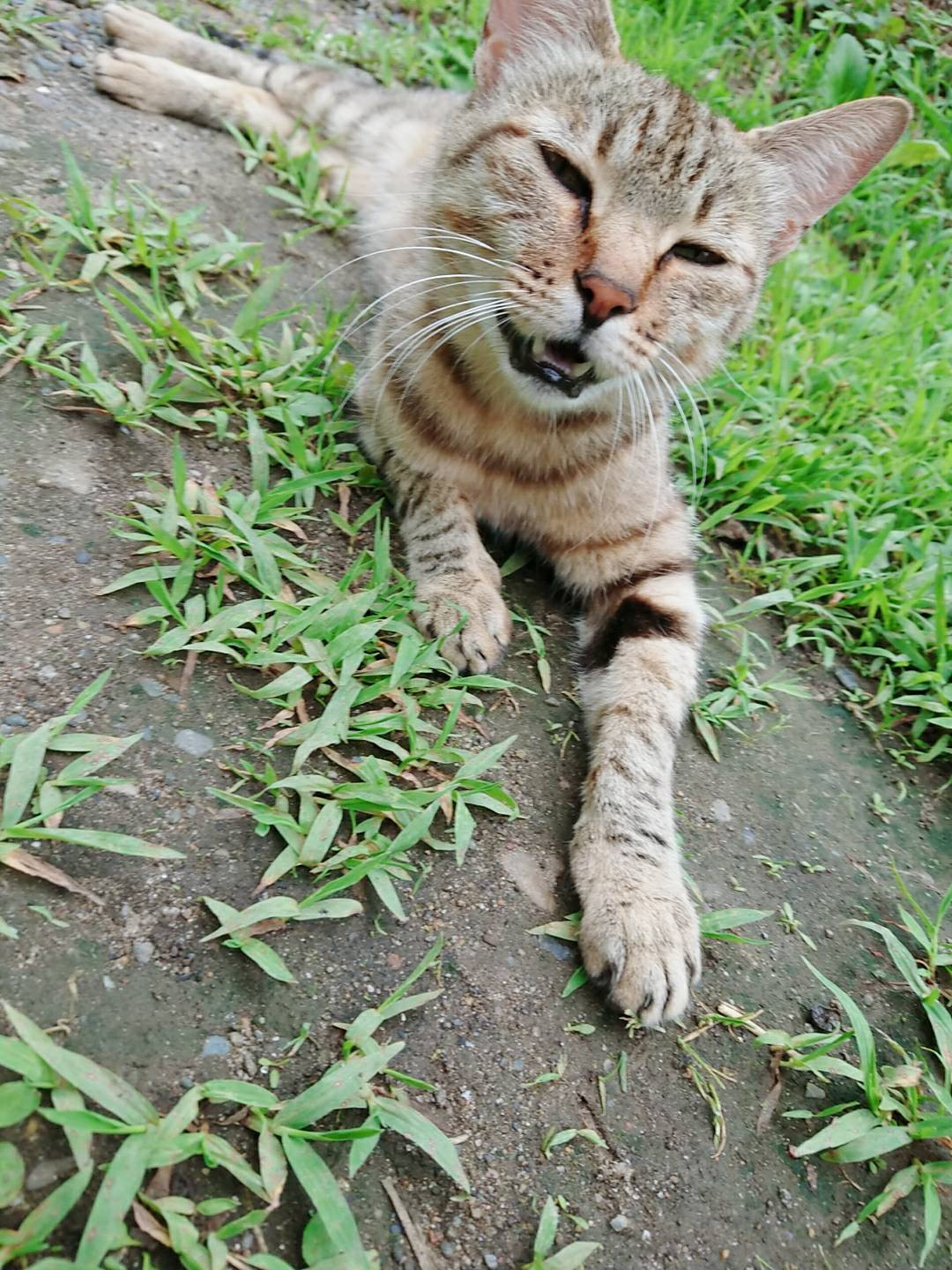 とらきちの鼻。