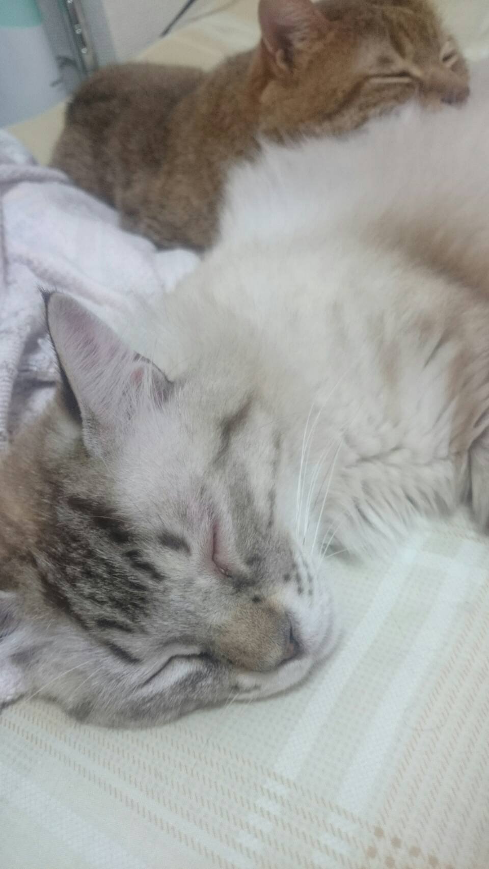 ねこＮＯＷ！！