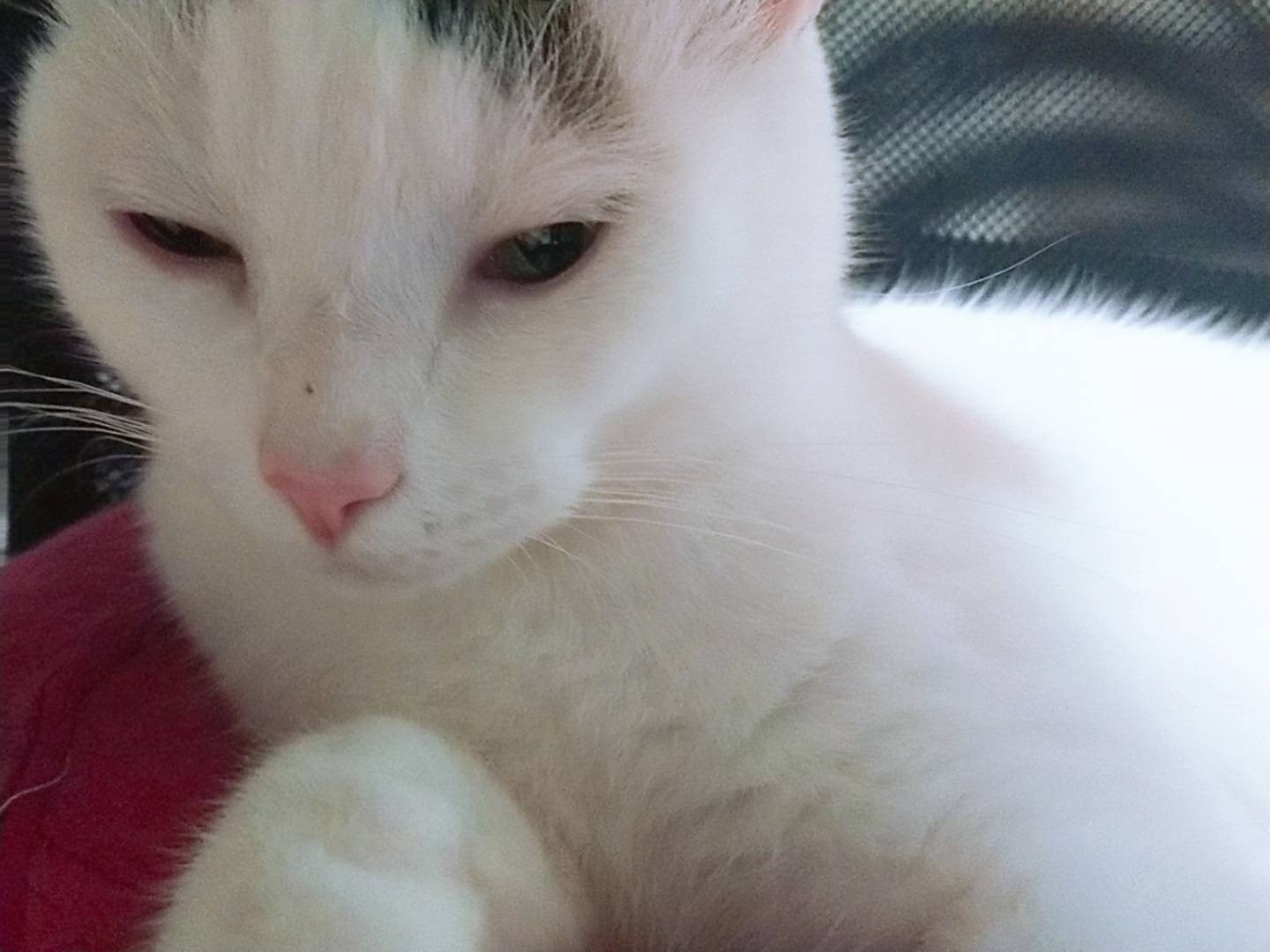 今日のニャンコ。