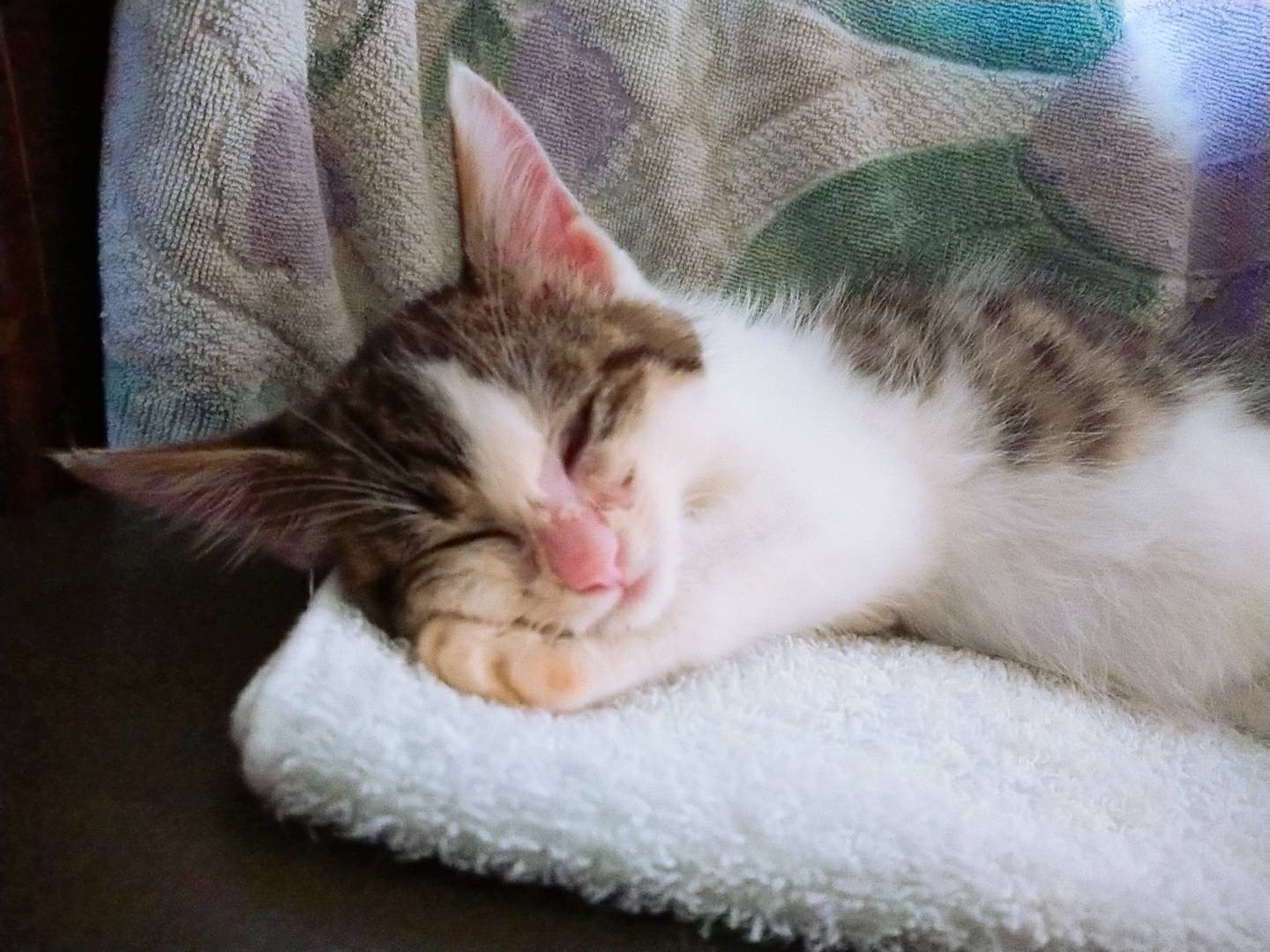 今日もニャンコ♪