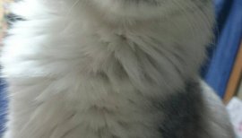 りお。ちゃんの2016/2/9 (火) 21:33のブログ