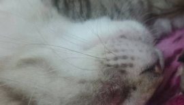 りお。ちゃんの2017/7/4 (火) 20:19のブログ