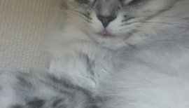 りお。ちゃんの2017/7/1 (土) 00:01のブログ