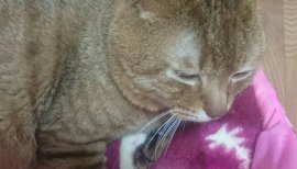 りお。ちゃんの2017/7/7 (金) 02:54のブログ