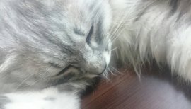 りお。ちゃんの2017/7/5 (水) 04:42のブログ