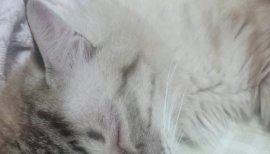 りお。ちゃんの2017/7/25 (火) 11:07のブログ