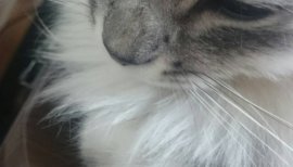 りお。ちゃんの2017/7/25 (火) 10:29のブログ