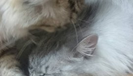 りお。ちゃんの2017/7/5 (水) 22:14のブログ