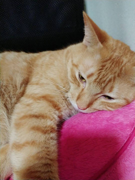 りお。ちゃんの2020/7/15 (水) 02:06のブログ