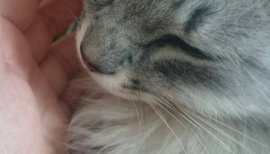 りお。ちゃんの2017/7/5 (水) 04:34のブログ