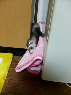 フェレットちゃん！