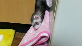 みじゅうさぎちゃんの2017/8/10 (木) 17:29のブログ