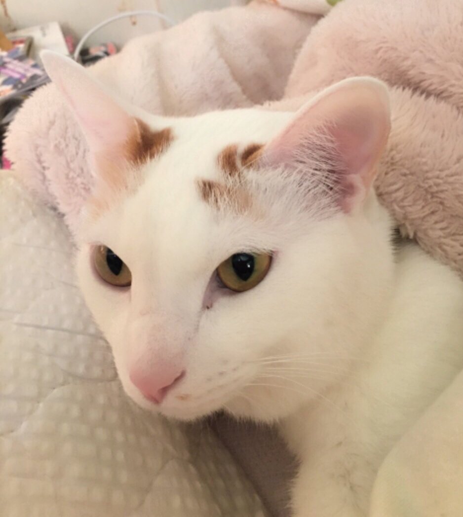 にゃん♪ちゃんの2014/11/29 (土) 23:48のブログ