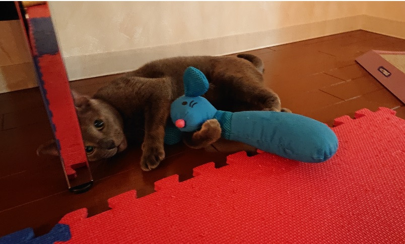 今日のにゃんこ♪