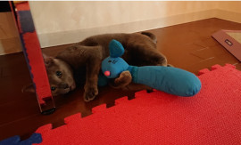 にゃちゃん。ちゃんの2020/1/8 (水) 19:22のブログ