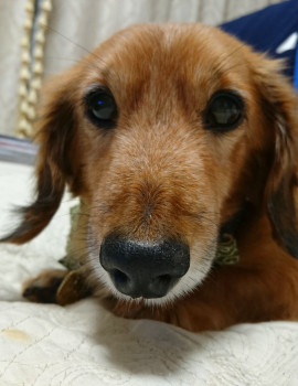 今日のワンコ♪今まで本当にありがとう