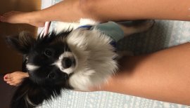 ♪ミサ♪ちゃんの2016/11/14 (月) 22:12のブログ