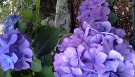 ☆★こころ★☆ちゃんの2015/6/12 (金) 18:49のブログ