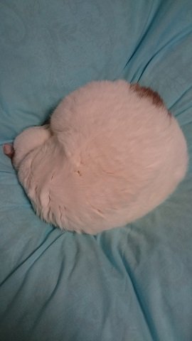 猫、自力