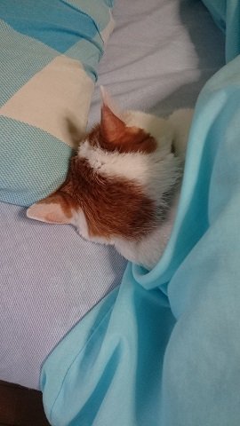 起きない猫