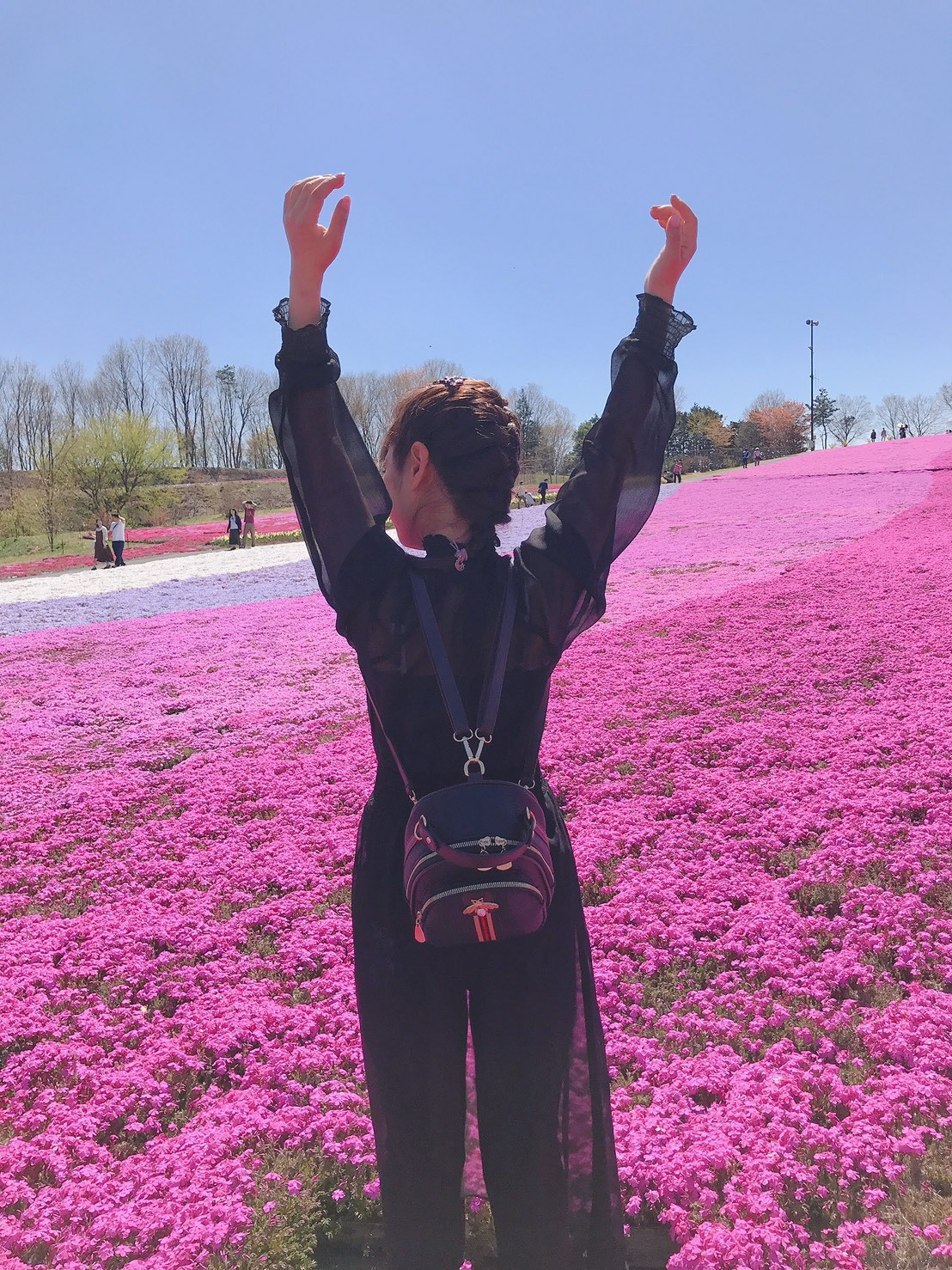 芝桜