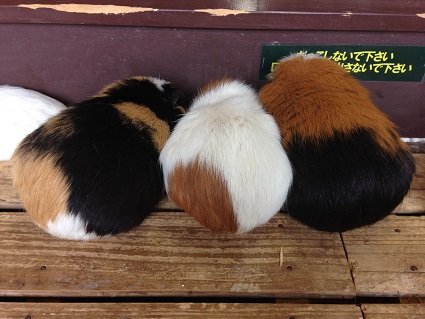 モルケツ団子！