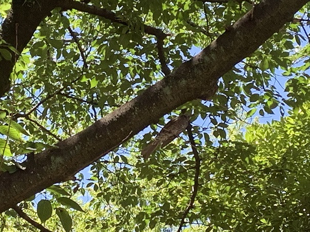 葉っぱの緑と空の青 feat.鳥