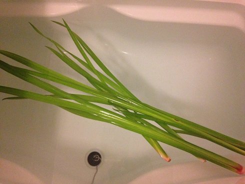 健やかな成長を願いました。