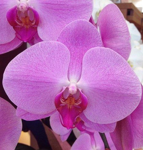 胡蝶蘭ｺﾜｲﾖｰ