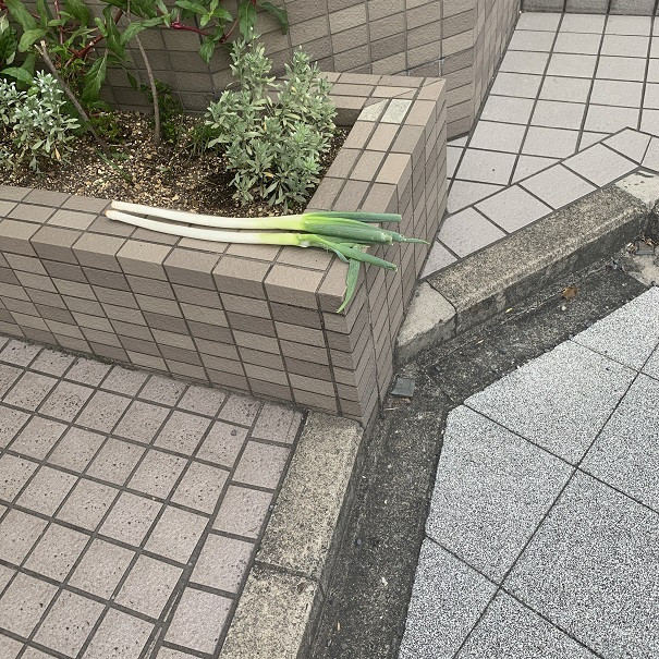 お持ち帰りして食べちゃうぞ